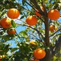 evanlinden - tangerine