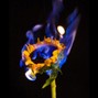 Nic Calix - Garden In Flames