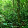 spacehatnickmoonboyyaboy - jungle