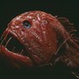 niimo  - rawfish (A flat minor)
