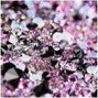 900rubies - th0t