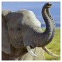Nish - Elephant