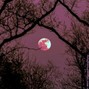 NIYAH MICHÉ - Blue Moon (No stems available)