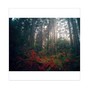 north takoda - sunday morning