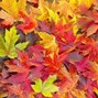 cherryrizla - 93feetofsmoke x fatse type beat ~ "autumn"