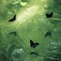 Shxsta - butterfly