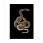 odyssemil - Snakes 