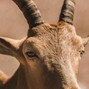 Lil Caasi - GOAT