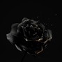 KVRLOFF - BLACK ROSES