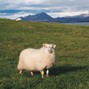 mt0 - SHEEP