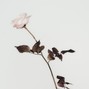 Sanomiya - Work For It
