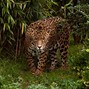 Replica - Jaguar