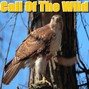 BeatsByDunbar - Call Of The Wild