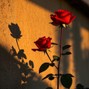 KTGODUMB - Rosebud