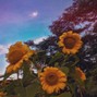 brxvn - lil tecca x lil skies type beat "sunflowers"