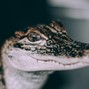 keni kama - Crocodile