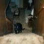 CoreMusicInc - Panther