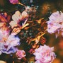 CoreMusicInc - Bloom
