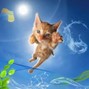 CoreMusicInc - Meow