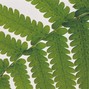 zebrahaus - 3