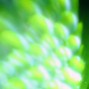 zebrahaus - 6