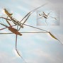 drww - waterbug