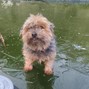 Healthy G - Smiling Dog Type Beat