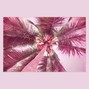 jerimiahmusic - Palm Tree