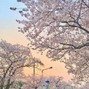 hellamase - blossom
