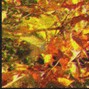 sainthills - fallen leaves