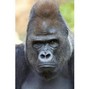 ADEIKA - SILVERBACK