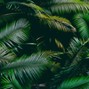 areca palma - island party (sean paul x drake type beat)