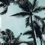 areca palma - island tropical beat