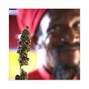 Remmy D - High Grade