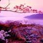 matariii - sakura w/ margi