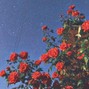 SVNTXMVLX - Red Flower