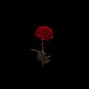 Rose - don't leav3 . . 