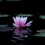 Curry - Lotus