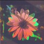 Smo - bloom