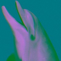 ILIKEDOLPHINS