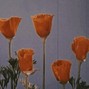 honeybee! - chrysanthemum