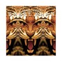 Troy Samuela - Shere Khan