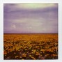 Airlocke - cali poppy
