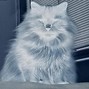 svgntr - shoegazing x cat petting type beat"don feel like none"[prod. svgntr]