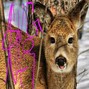 svgntr - deerspottingadventuretypebeat