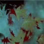 Krusayde - Leaves Are Falling