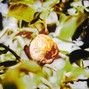 allcutnate - Rotten Tangerines