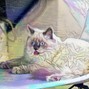 allcutnate - Schitz the Cat