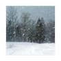 $KINNY THE PUNK - TUNDRA