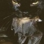 anticøn - dark grunge x nirvana x alternative rock type instrumental - "catnip"